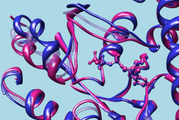 transducin morph